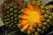 Hala Fruit from Hawaii