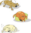 three dogs sleeping