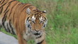 Siberian Tiger Prowling