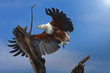 Foto: Adler fliegt Adler fliegt
