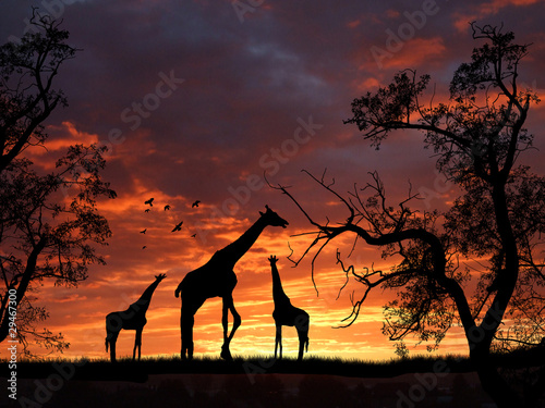 Giraffes On Sunset