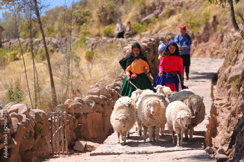 Photo: Sheeps, Taquile island Sheeps, Taquile island