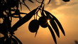 olives on sunset