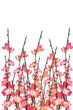 Photo: Chinese New Year cherry blossoms background Chinese New Year cherry blossoms background