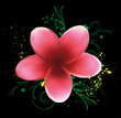 flower on black