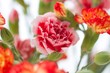Foto: pink carnation pink carnation