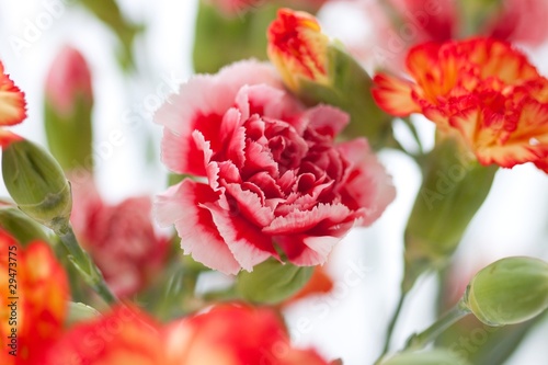 Foto: pink carnation pink carnation