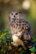 european eagle owl
