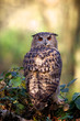 european eagle owl