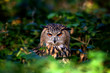 An Eagle Owl in woodland