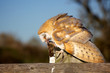 A barn owl eating a mouse sitting on a fence