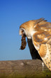 A barn owl eating a mouse sitting on a fence