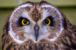 Close portrait of a short eared owl