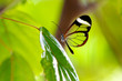 Glasswing butterfly