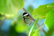 Glasswing butterfly Glasswing butterfly