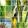 MOSAICO AGAVE AMERICANA MOSAICO AGAVE AMERICANA