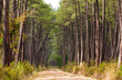 European pine tree forest