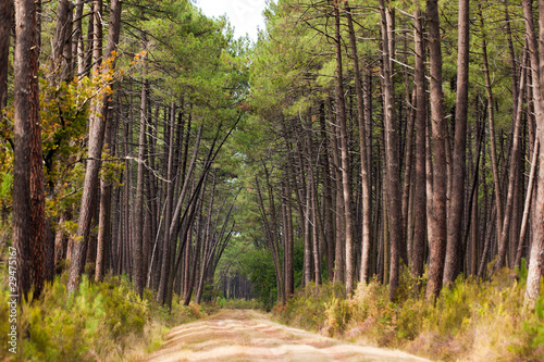 Foto: European pine tree forest European pine tree forest
