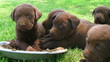 Litter Of Curious Puppies