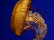 Jellyfish 2