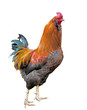 Cockerel walking Cockerel walking