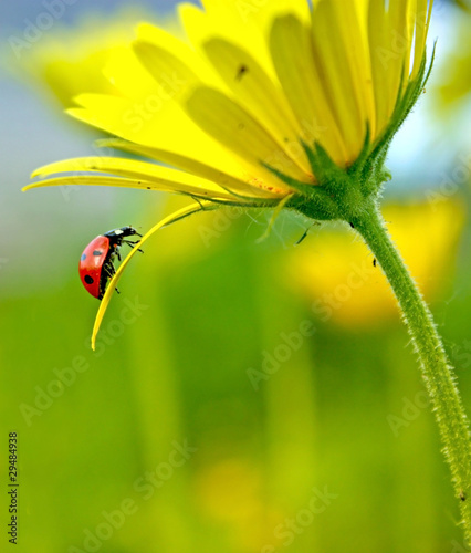 Photo: ladybug ladybug