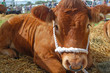 Cute cow at show
