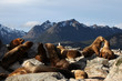 Beagle Channel Sea Lions Beagle Channel Sea Lions