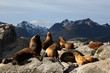 Beagle Channel Sea Lions