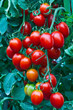 Fresh red tomatoes on the plant .