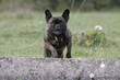 springender Bullie