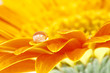 gerbera