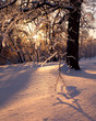 Colors of winter evening