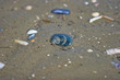 flotsam and jetsam