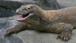 Komodo Dragon Yawning