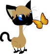 chat siamois