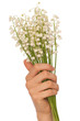 lily of the valley