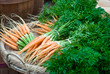 Basket of Carrots Basket of Carrots