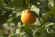 Photo: Naranjas en el naranjo 01 Naranjas en el naranjo 01