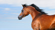 beautiful brown arabian horse in motion isolated on sky