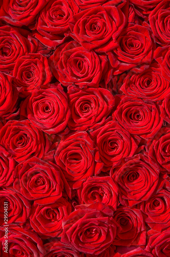 Foto: Rote Rosen, Symbol für Liebe, Edelrosen, Hochzeit Rote Rosen, Symbol für Liebe, Edelrosen, Hochzeit