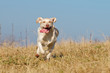 Junger Labrador rennt