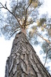 Baum