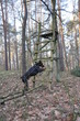 Dobermann