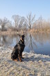 Dobermann