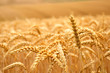 Wheat closeup
