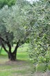 OLIVES