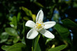 Fleur D'oranger Fleur D'oranger