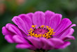 Gerbera Daisies
