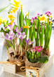 Colorful spring flowers